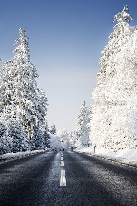 道路和白雪覆盖的树木