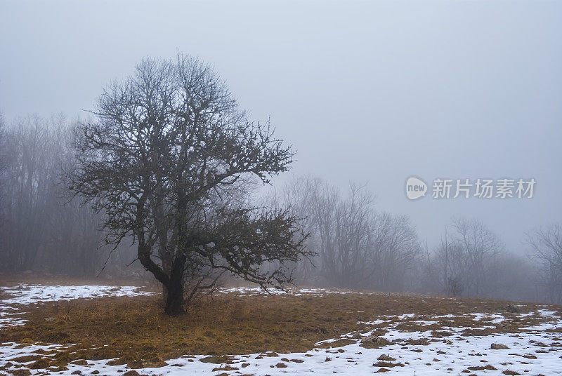 寂静的冬日森林中弥漫着薄雾