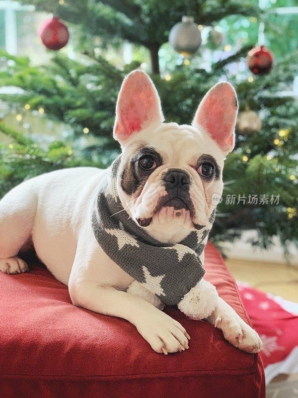 英国，一只法国斗牛犬在圣诞树前扭着毛绒围巾