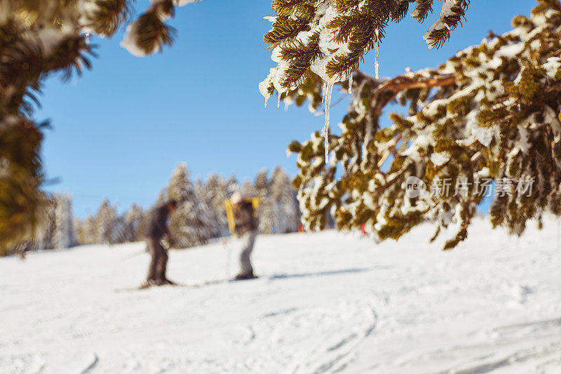 山上的冬季景色美极了。冬天的场景。当人们在背景上滑雪时，把注意力集中在白雪覆盖的松枝上