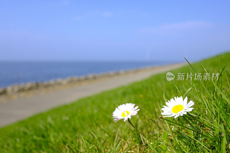 常见的雏菊，百合，盛开在堤岸上