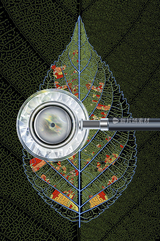 通过植物叶片和叶脉描绘全球变暖和环境