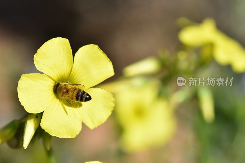 蜜蜂从花中吸取花蜜