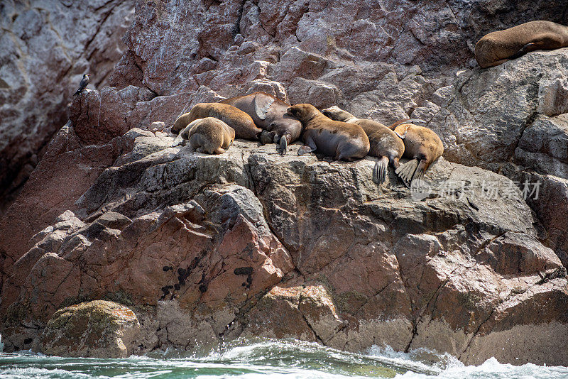 秘鲁巴列斯塔斯群岛国家保护区的南美海狮