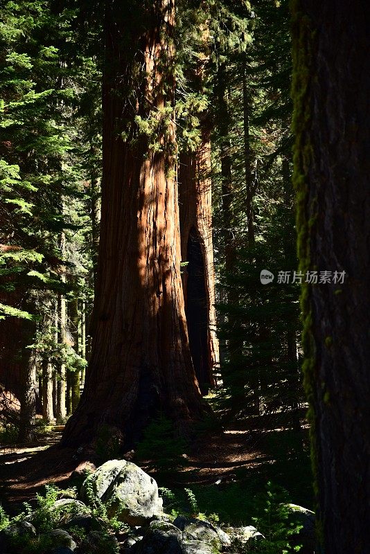 巨型红杉树和岩石