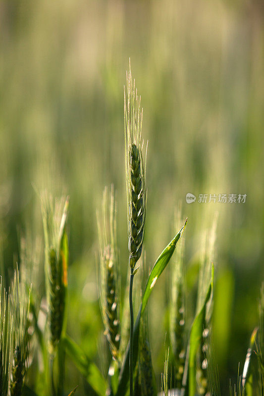 春季麦田里的麦穗