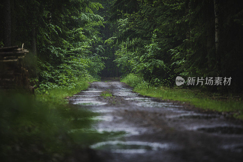 穿过雨林的路