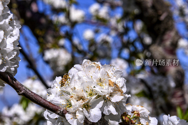 果园树上樱花的特写