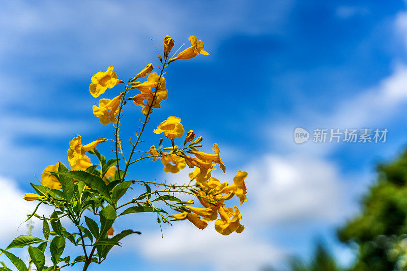 黄色的花映衬着蓝色的天空