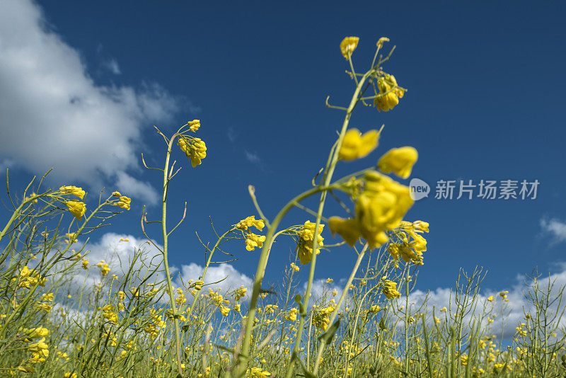 油菜花在蓝天下近距离与云