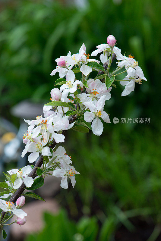 矮苹果树，金美味，盛开在家庭花园，在安大略，加拿大