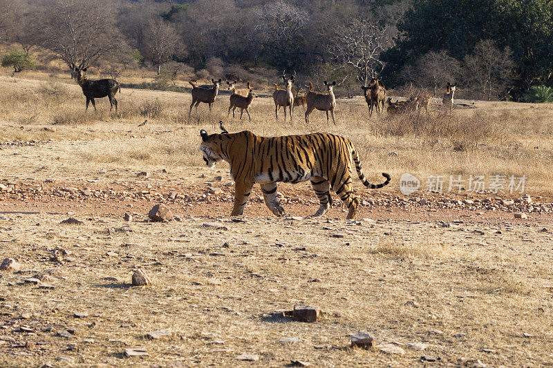 孟加拉虎，Ranthambore，印度