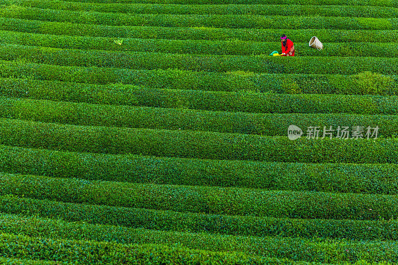 在种植园里采集茶叶的传统妇女