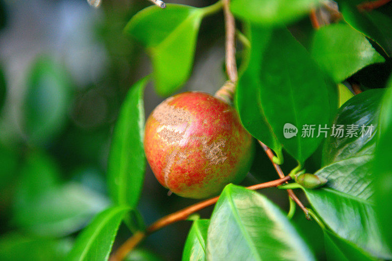 日本茶花的果实