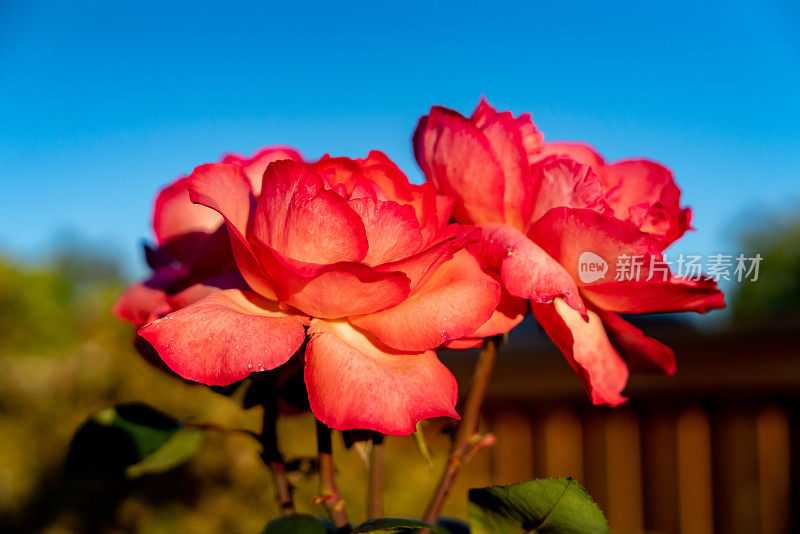 阳光下花园中的玫瑰。黄昏的自然背景