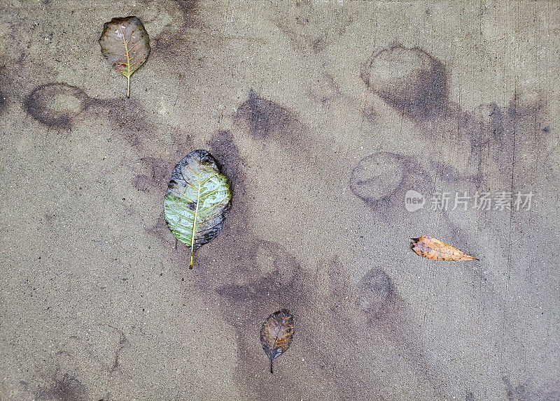 橙色的秋叶在岩石的背景