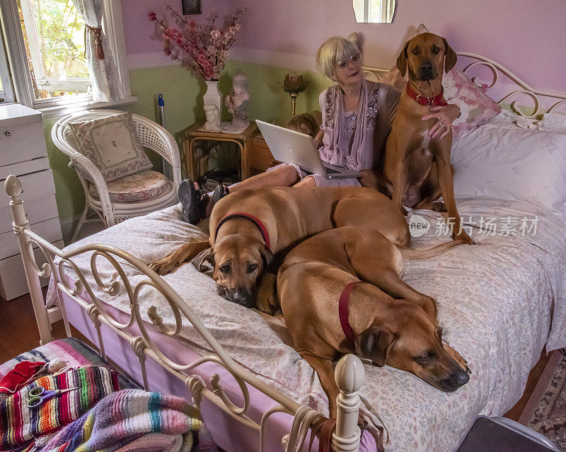 一位老人和她的三只脊背犬同睡一张床，同时在电脑上工作。