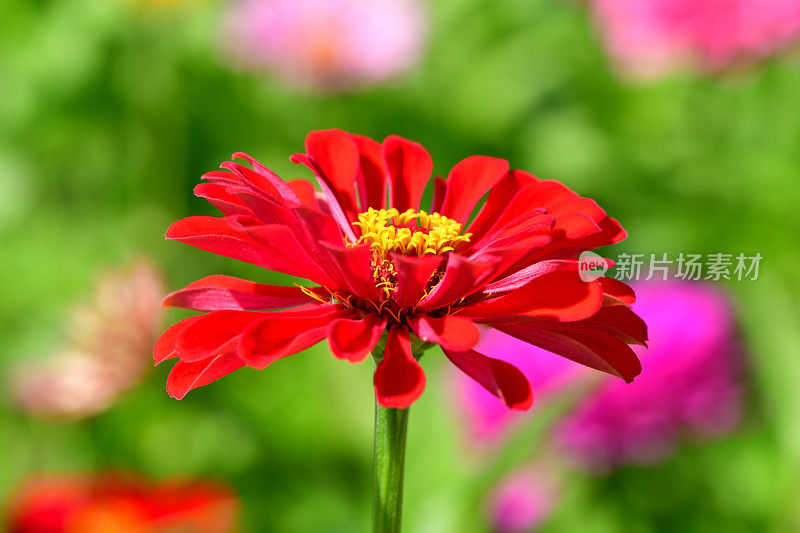 Zinnia花