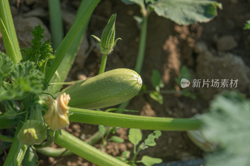 花园里正在生长的西葫芦的绿叶和嫩芽