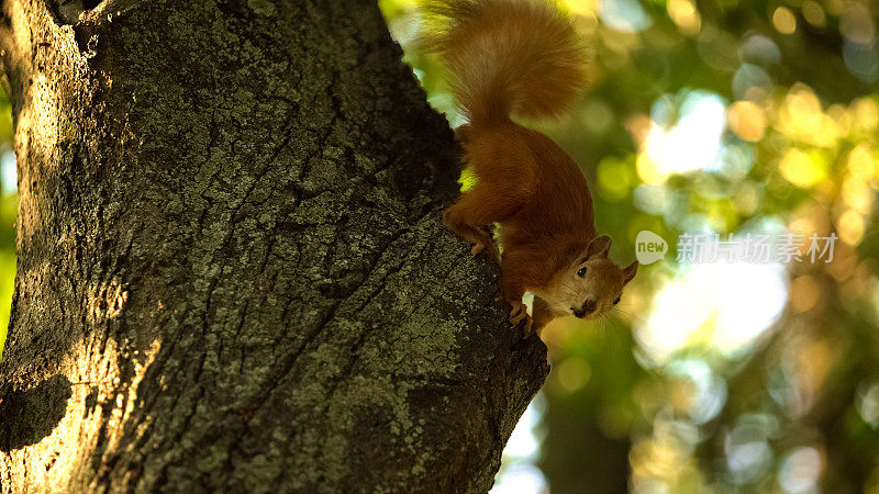 小松鼠跳跃公园大树，可爱的森林动物，自然保护