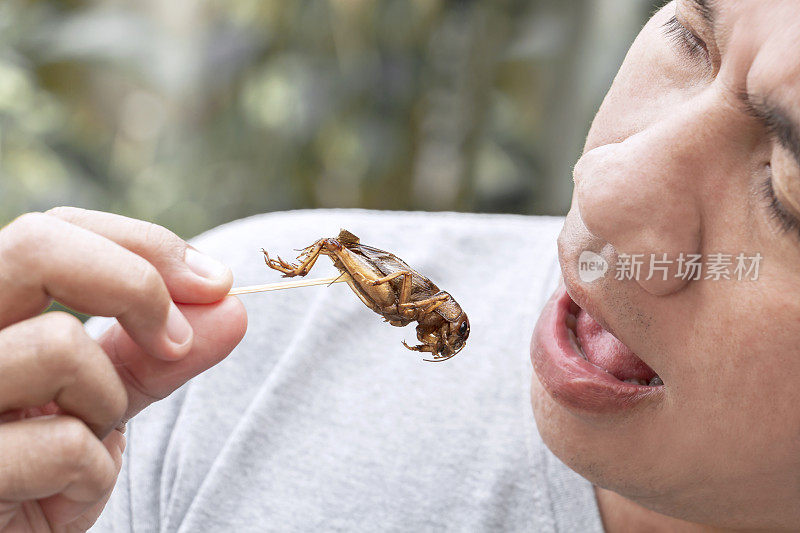食虫:人在筷子上吃蟋蟀虫。蟋蟀油炸酥脆的食物作为小吃吃，它是很好的蛋白质食用来源和美味的未来食物。昆虫学的知识概念。