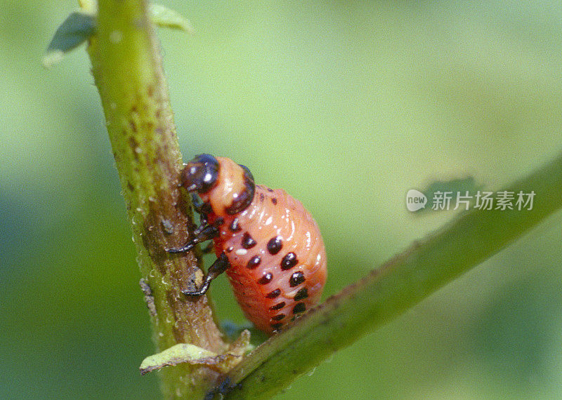 马铃薯植株上的科罗拉多马铃薯甲虫幼虫