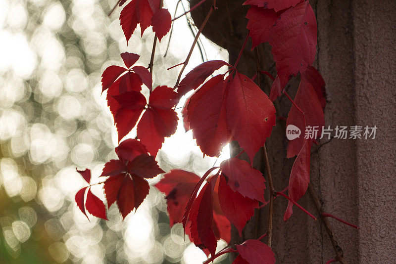 秋天的风景:墙上的红藤叶子