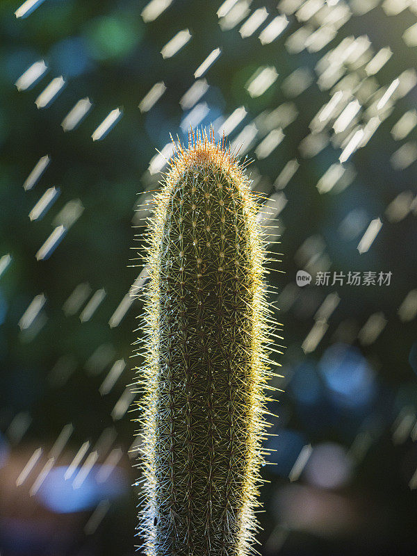 雨中的仙人掌，特写