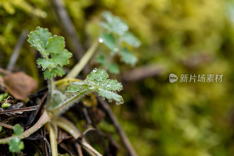 青苔宏