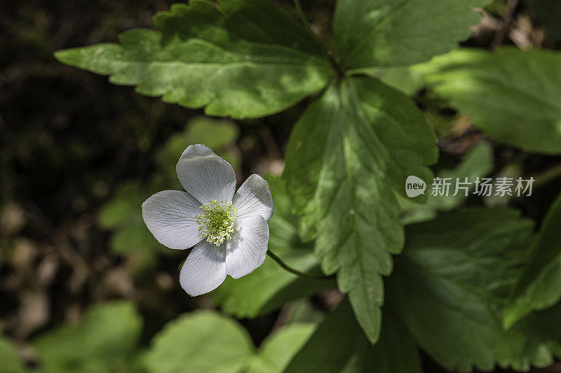 银莲花是毛茛科中的一种开花植物，俗称哥伦比亚风花和西部白银莲花。草原溪红木州立公园;毛茛科