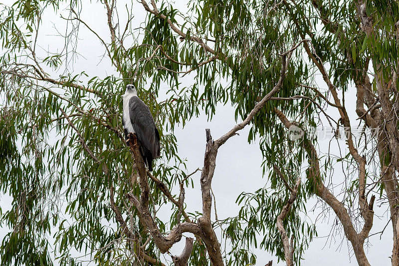 白腹海鹰，北领地，澳大利亚