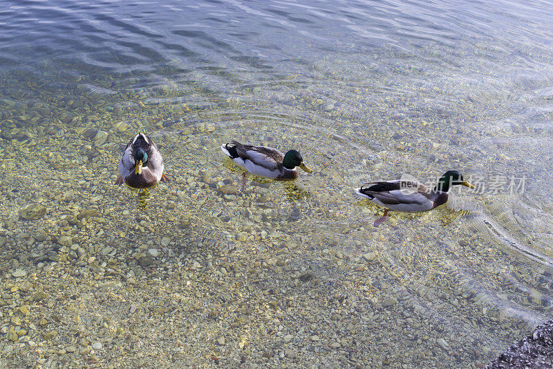哈尔斯塔特湖上的鸭子，哈尔斯塔特，奥地利