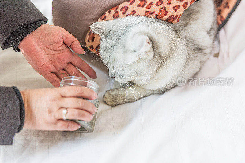 一个女人正在给一只藏在背包里的短毛灰猫喂猫食