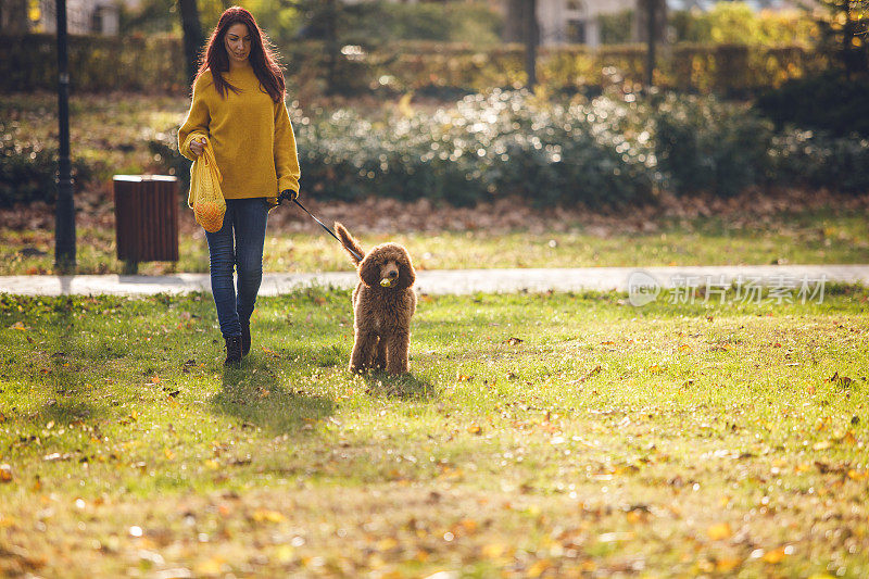 宠物主人带着红色标准贵宾犬和杂货散步