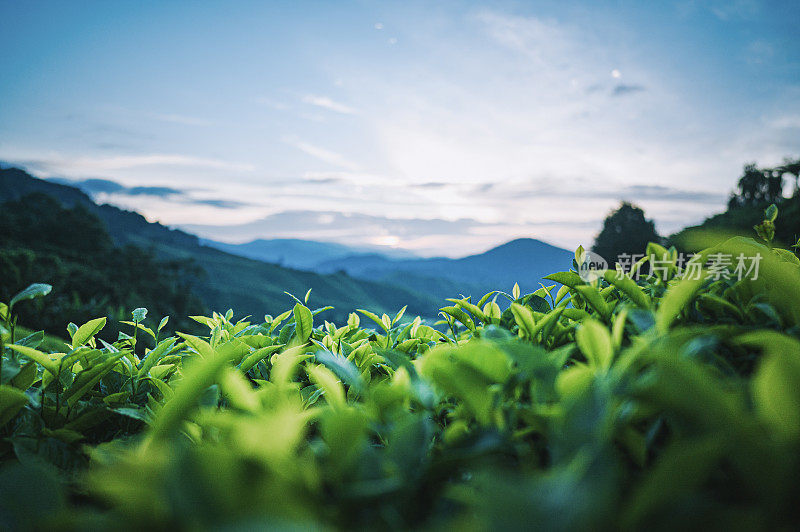 清晨在卡梅隆高地的茶园里种植茶树