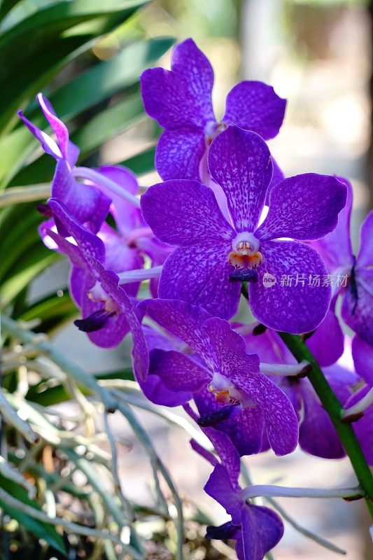 紫色兰花的花