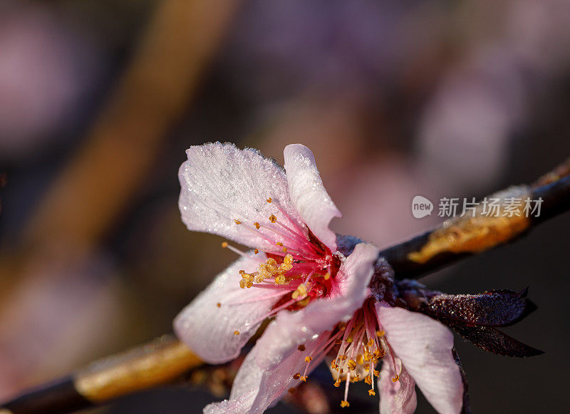 开花结果的树。霜