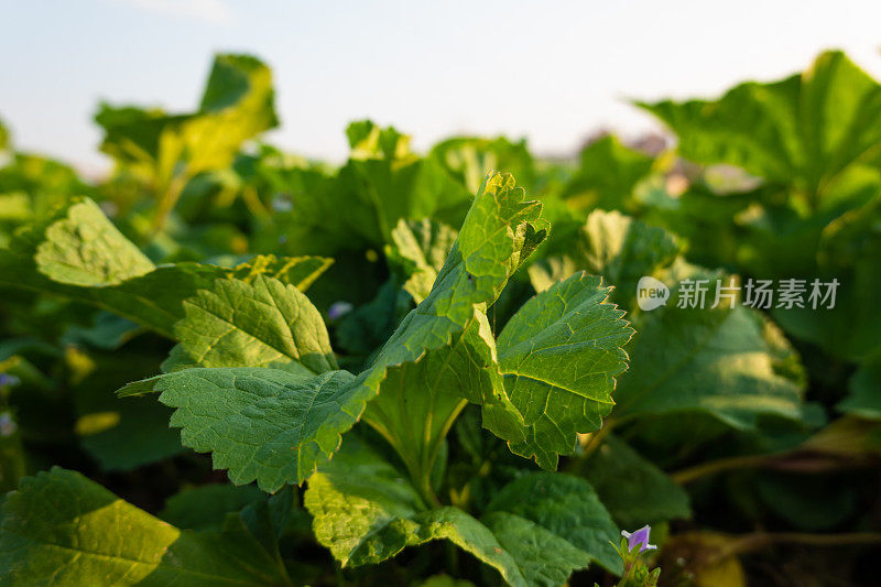 可食用的锦葵在阳光下的农田里