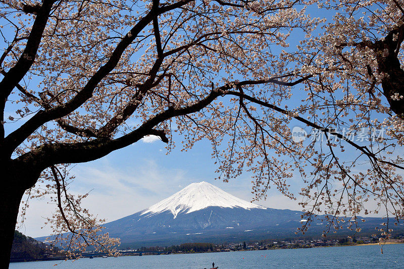 富士山和川口湖的樱花