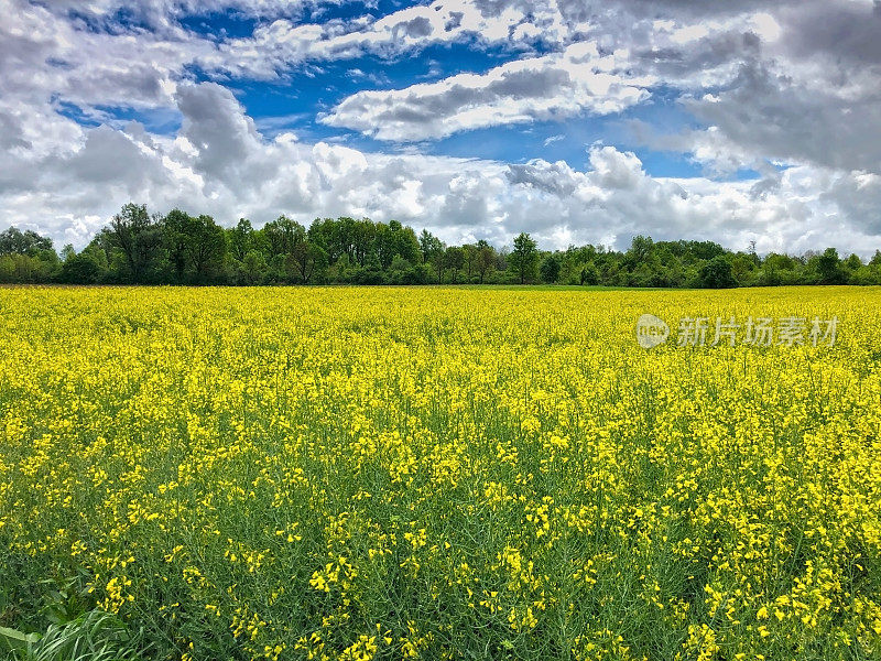 油菜的领域