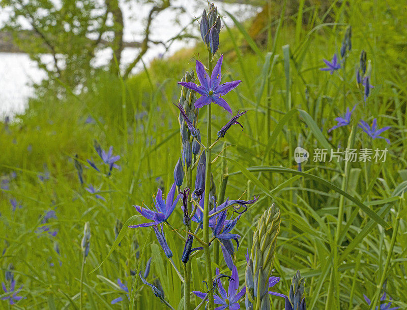 紫花植物野外特写