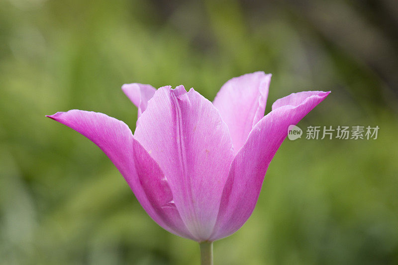 单朵粉红色郁金香在春天的花，与绿色的花园背景，英国，英国