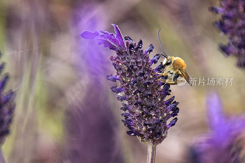 蜜蜂与薰衣草“笨蛋”