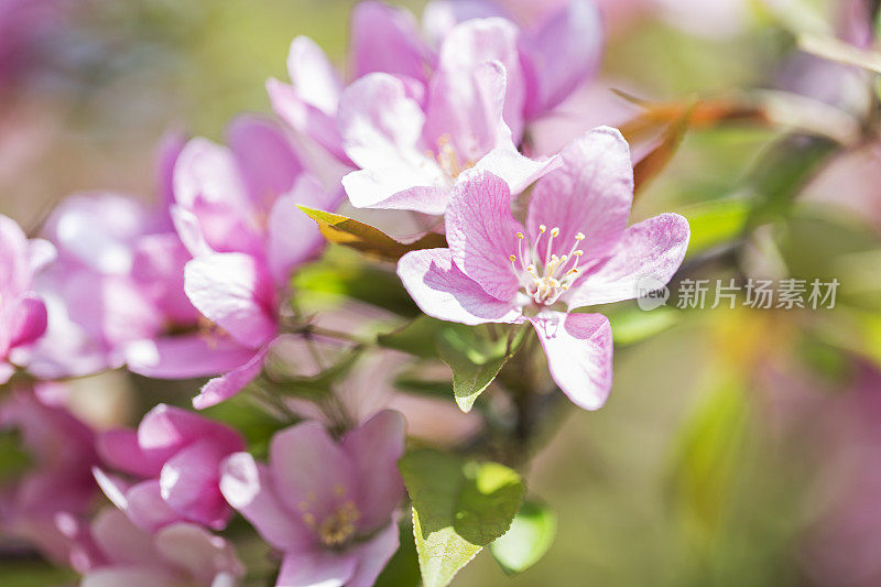 海棠开花