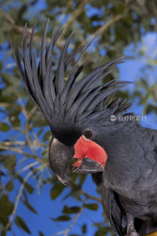棕榈凤头鹦鹉长喙鹰，头部特写，澳大利亚