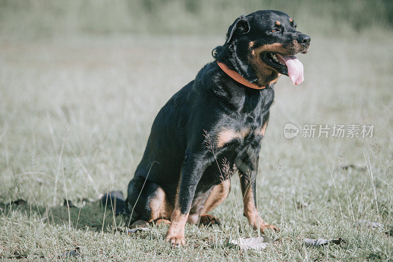 在阳光下饲养罗威纳犬