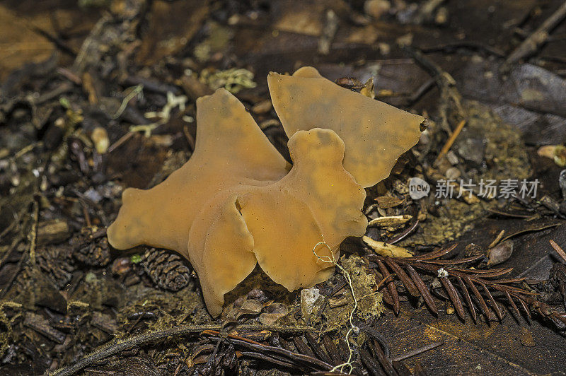 加州索诺玛县红杉下的杏树果冻蘑菇。