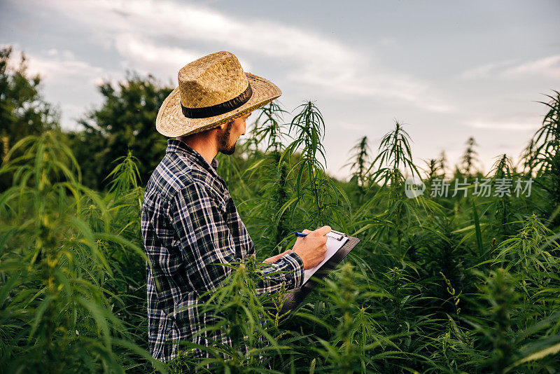 日落时分，男性科学家站在医用大麻地里