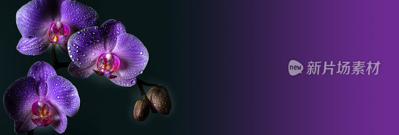 兰花花与露珠在紫色梯度背景与空间复制