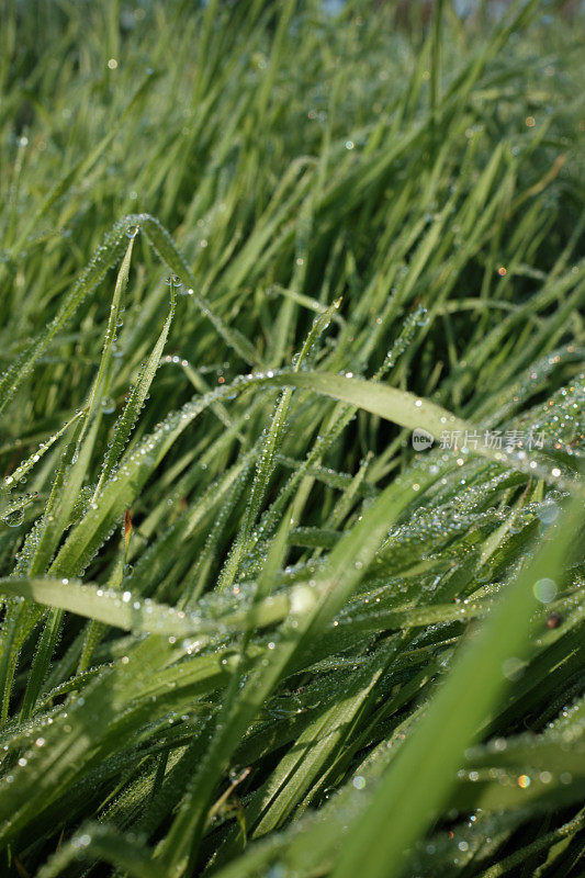 草与露水